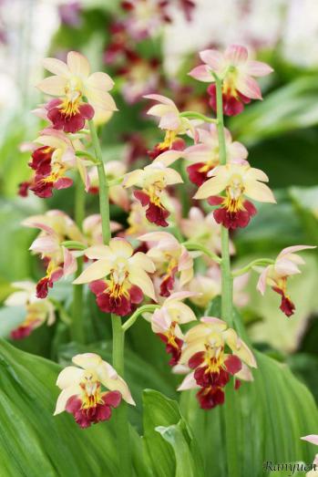 エビネ 蘭裕園 Ranyuen