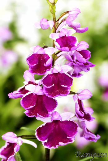 アワチドリ・夢ちどり 蘭裕園 Ranyuen