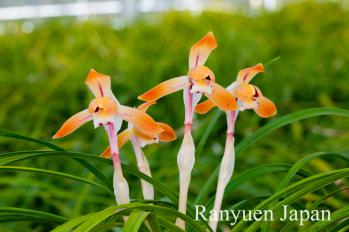 春蘭 蘭裕園 Ranyuen