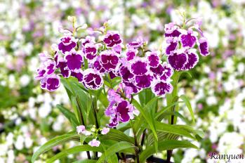 アワチドリ・夢ちどり 蘭裕園 Ranyuen