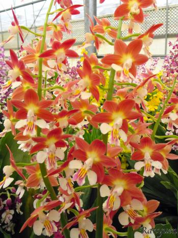 エビネ 蘭裕園 Ranyuen