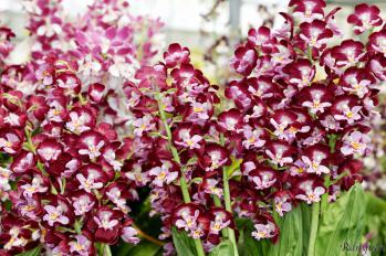 エビネ 蘭裕園 Ranyuen