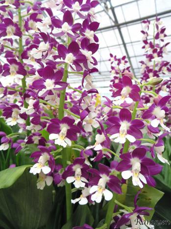 エビネ 蘭裕園 Ranyuen