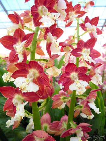 エビネ 蘭裕園 Ranyuen