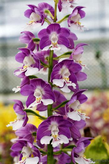 エビネ 蘭裕園 Ranyuen