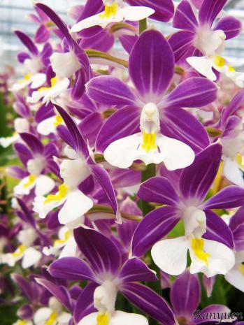 エビネ 蘭裕園 Ranyuen