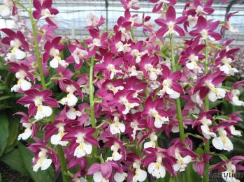 エビネ 蘭裕園 Ranyuen