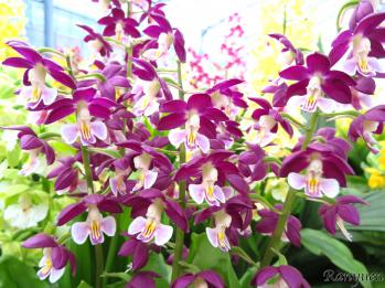 エビネ 蘭裕園 Ranyuen