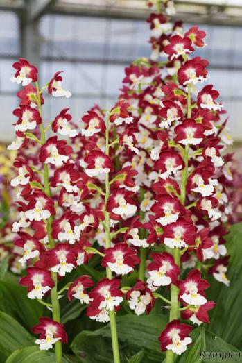 エビネ 蘭裕園 Ranyuen