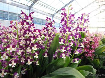 エビネ 蘭裕園 Ranyuen