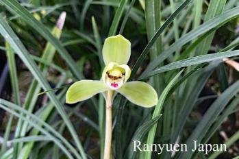 春蘭 蘭裕園 Ranyuen