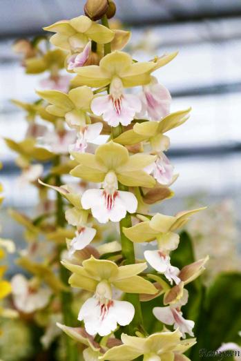 エビネ 蘭裕園 Ranyuen