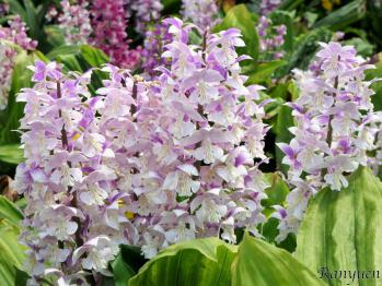 エビネ 蘭裕園 Ranyuen