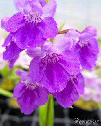 アワチドリ・夢ちどり 蘭裕園 Ranyuen