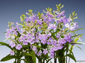 アワチドリ・夢ちどり 蘭裕園 Ranyuen