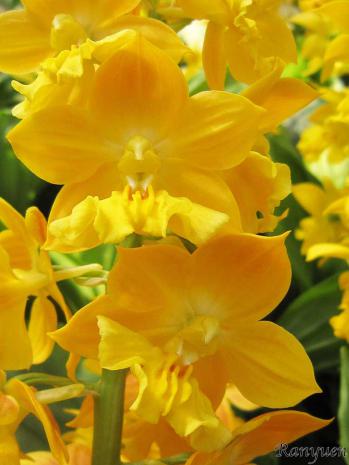 エビネ 蘭裕園 Ranyuen