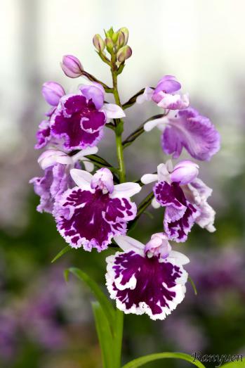 アワチドリ・夢ちどり 蘭裕園 Ranyuen