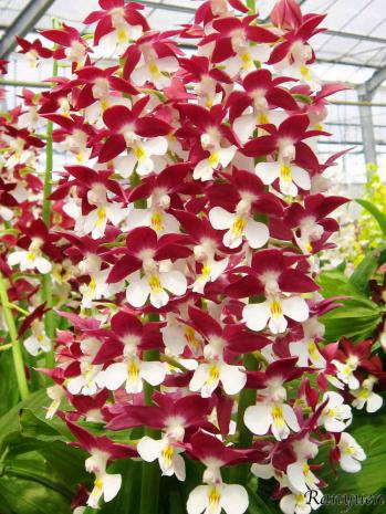 エビネ 蘭裕園 Ranyuen