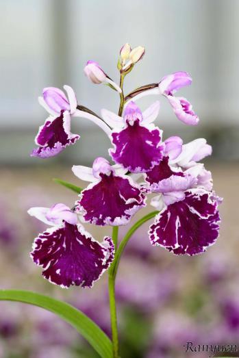 アワチドリ・夢ちどり 蘭裕園 Ranyuen