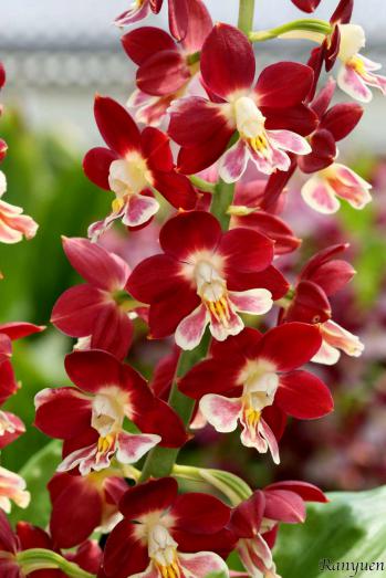 エビネ 蘭裕園 Ranyuen