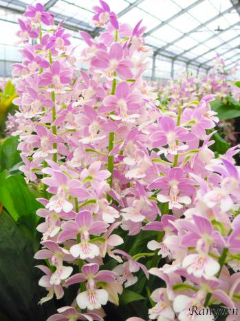 エビネ 蘭裕園 Ranyuen