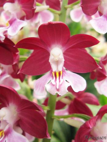 エビネ 蘭裕園 Ranyuen