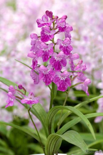 アワチドリ・夢ちどり 蘭裕園 Ranyuen