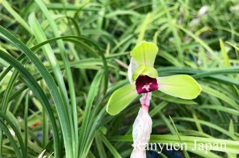 春蘭 蘭裕園 Ranyuen