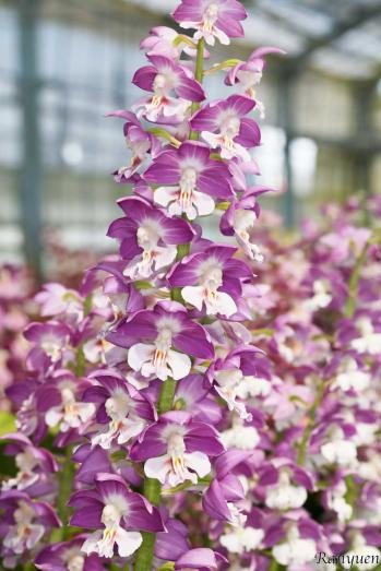 エビネ 蘭裕園 Ranyuen