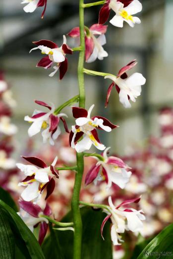 エビネ 蘭裕園 Ranyuen