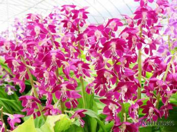 エビネ 蘭裕園 Ranyuen