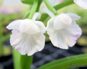 アワチドリ・夢ちどり 蘭裕園 Ranyuen