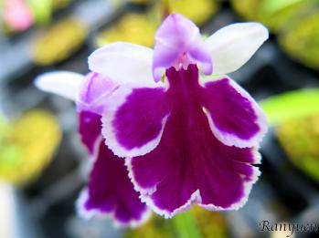 アワチドリ・夢ちどり 蘭裕園 Ranyuen