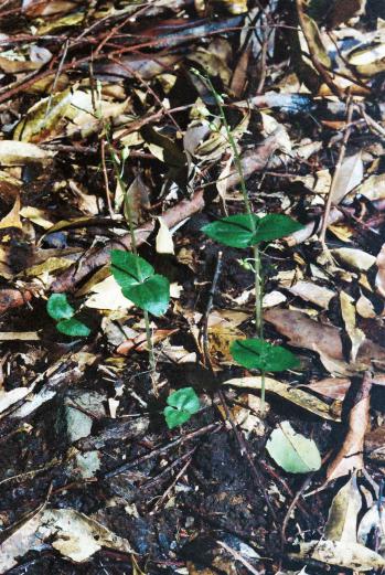 ヒメフタバラン 蘭裕園 Ranyuen