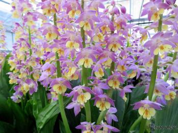 エビネ 蘭裕園 Ranyuen