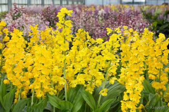 エビネ 蘭裕園 Ranyuen