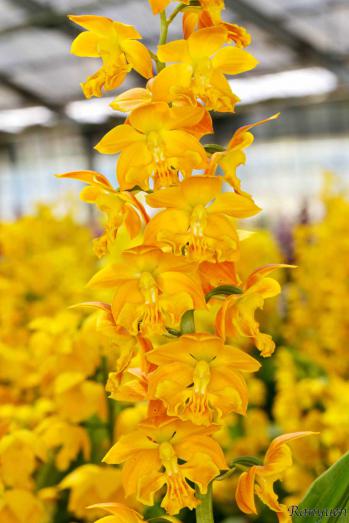 エビネ 蘭裕園 Ranyuen