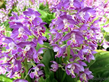 エビネ 蘭裕園 Ranyuen