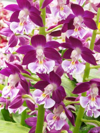 エビネ 蘭裕園 Ranyuen