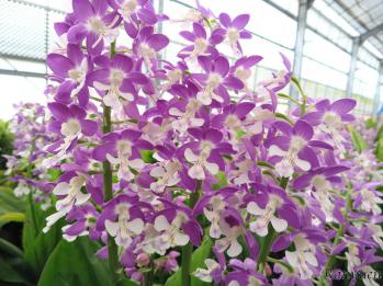 エビネ 蘭裕園 Ranyuen