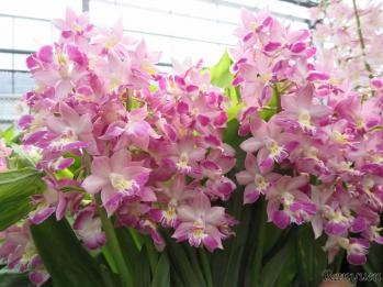 エビネ 蘭裕園 Ranyuen