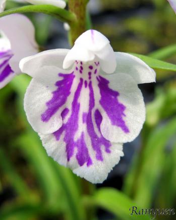 アワチドリ・夢ちどり 蘭裕園 Ranyuen