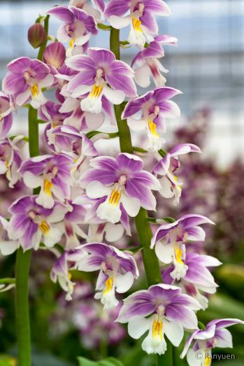 エビネ 蘭裕園 Ranyuen