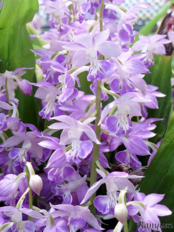 エビネ 蘭裕園 Ranyuen