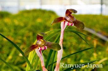 春蘭 蘭裕園 Ranyuen