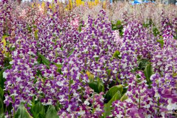 エビネ 蘭裕園 Ranyuen