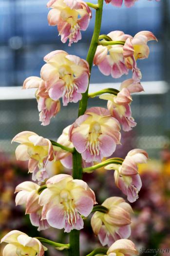 エビネ 蘭裕園 Ranyuen