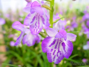 アワチドリ・夢ちどり 蘭裕園 Ranyuen