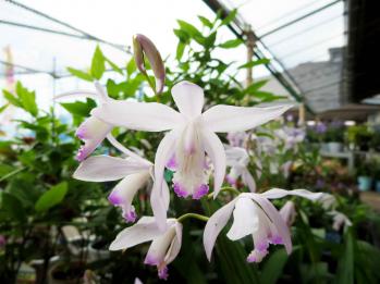 シラン 蘭裕園 Ranyuen