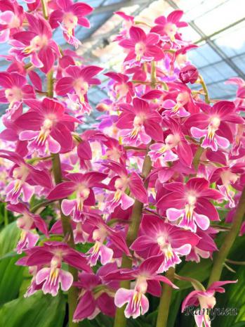 エビネ 蘭裕園 Ranyuen